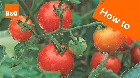 how to grow tomatoes youtube